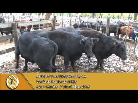 17-04-18 Venta de Hacienda al Kilo - Adolfo S. Koerner y Cía. S.A. - Azul