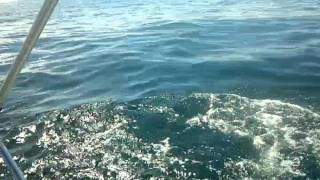 preview picture of video 'Pescaria de dourado lancha rafa - vitoria - ES'