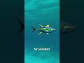 Why Tuna Can Never Stop Swimming 😨