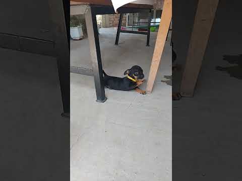 куче куче мога и сладък