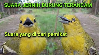 Download lagu suara burung sirtu takut/kejepit cocok sekali untuk suara pikat burung liar. mp3