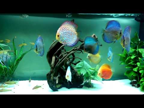 Juwel Vision 260 Discus Tank