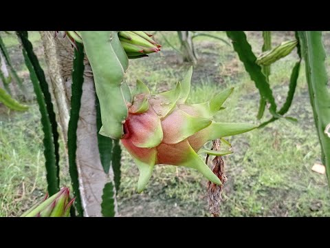Dragon fruit farming in Bangladesh.Dragon fruit cultivation.A complete guide for beginners.