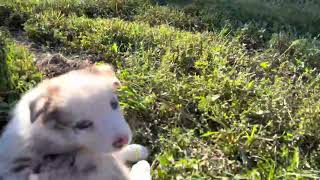 Video preview image #15 Border Collie Puppy For Sale in STRAFFORD, MO, USA