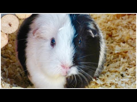 YouTube video about: How do I know if my guinea pig likes me?