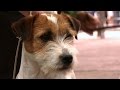 Jack Russell Terrier - Best Dog - National Terrier 2016