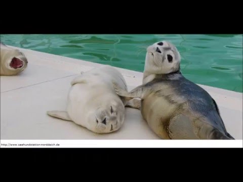 Video 32 aus  Ferienhof  "Groot Plaats"