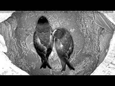 Bermuda Petrel Pair Preens One Another In Cahow Cam 2 Burrow – Nov. 22, 2019