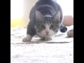 Кошка танцует под песню "Вигу вигу" 