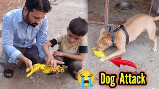 Yellow Rabbit Per Pitbull 🐕 Na Attack Ker Diya - Yellow Rabbit No More - Dog Attack on Rabbits