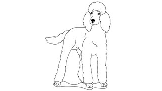 How to draw a Poodle - Easy step-by-step drawing lessons for kids