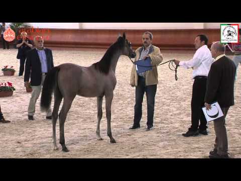 Cattolica - Futurity (2011) Maschi pt.1