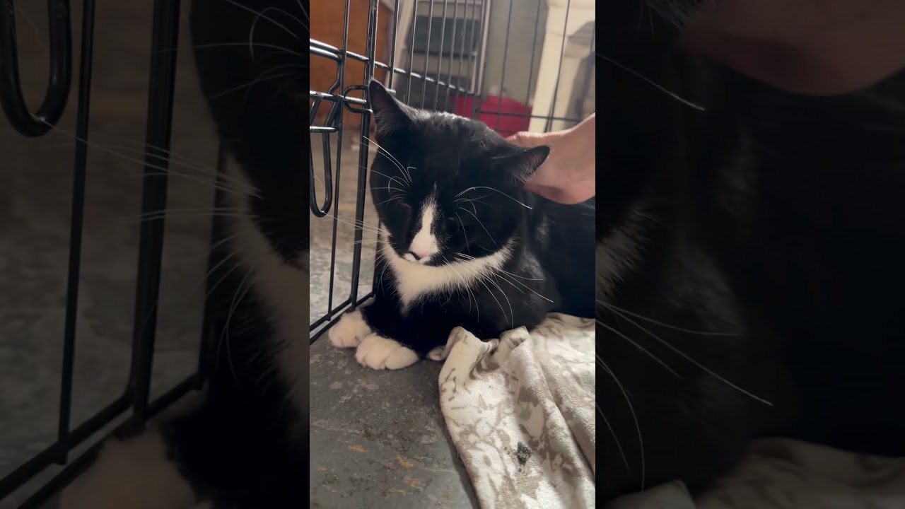 Enlarge Willy, a ADOPTABLE American Shorthair in Brooklyn, NY video 5/5