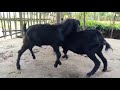 Goat Mating Video For Village Life