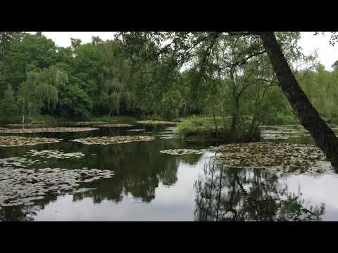 Frølyde ved Bergsøen ~ Frog sounds by the pond ~ Nature healing sounds