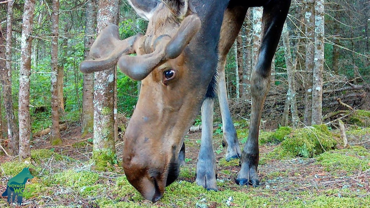 Video thumbnail for Moose-heavy Montage from Voyageurs National Park