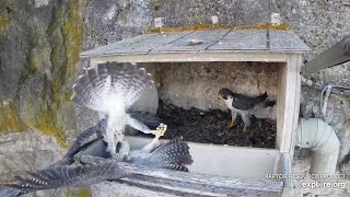 Great Spirit Bluff Falcons  Lisa is back and the fight is on with UBF (explore.org 03 12 2024)