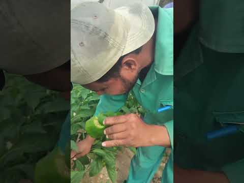 , title : 'eating fresh vegetables #greenhouse #fresh #vegetables #how #to #make #eggplant #greenhouse'