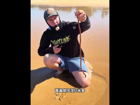 你们见过这种埋藏在沙滩里的巨型长虫吗？当地人把它当做钓鱼诱饵#涨知识 #科普一下 #每天一个科普小知识 #百科密码 #科普 #科普知识