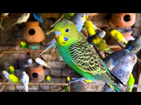 Amazing Budgies sounds | Budgies chirping sounds | Happy Budgies sounds