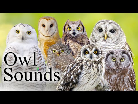 The Best Owl Sounds????- Different Types of North American Owls and Their Sounds????
