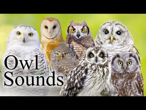 The Best Owl Sounds🦉- Different Types of North American Owls and Their Sounds - 2026