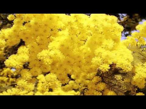 ONDA TG 09.03.2015 - SEQUESTRATI 100 MAZZI DI MIMOSE