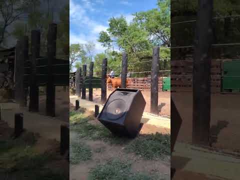 Remate Estancias Pilar y Madera Dura del Norte. Campo Gallo, Santiago del Estero.