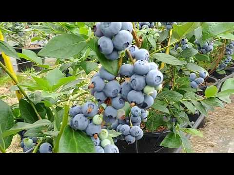 Borówka amerykańska colworth farm 17-06-2018