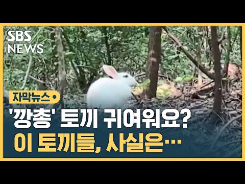 , title : '집토끼가 산토끼 됐다…공원에서 본 토끼들, 알고 보니 (자막뉴스) / SBS'