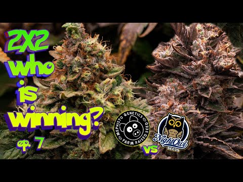 who is WINNING? - Mephisto vs Nightowl Seed to Harvest How to Grow Auto ep.7 #organic