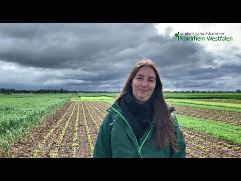 Feldtag Kerpen-Buir 2021: Unterscheidung unterschiedlicher Blattlausarten in Zuckerrüben