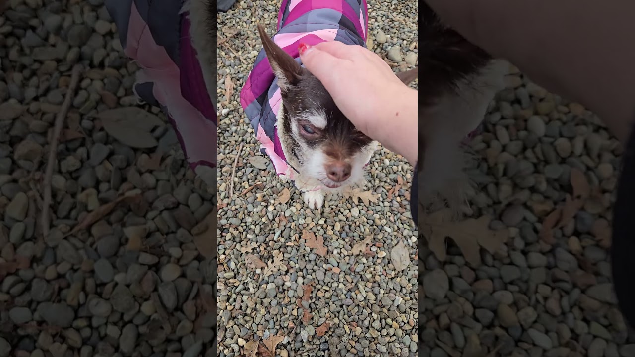 Enlarge Roxie, an adopted mixed breed in Sacramento, CA video 6/6