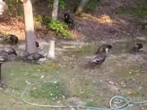 The Great Grain Robbery