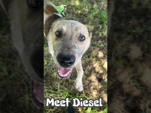 Diesel , an adoptable Australian Cattle Dog / Blue Heeler Mix in Dallas, TX_image-1