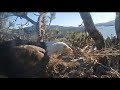Big Bear Eagles Shadow Does It Again Puts FLUFF On Jackie S Back Gets Egg Time