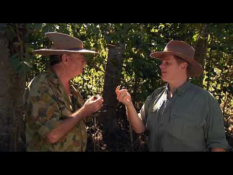 Ray Mears Goes Walkabout S01E02   The Bushticker Man