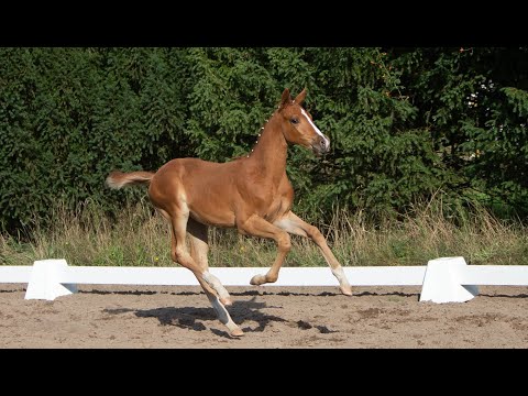 Nr. 49   Stutfohlen "Hope" von Berlusconi - Saint Cyr