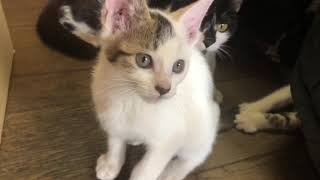野良保護猫たち