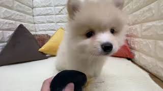 ハーフ犬の動画01