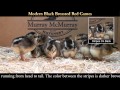 Video: Modern Black Breasted Red Games Baby Chicks