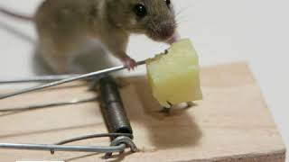Mice are extremely difficult to get rid of!
