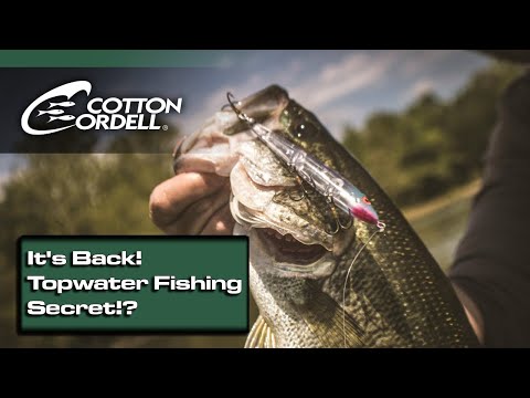 Introducing the Cotton Cordell Tail Weighted Boy Howdy (NEW Topwater Bass Fishing Lure!)