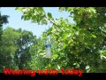 Treehouse Wmv