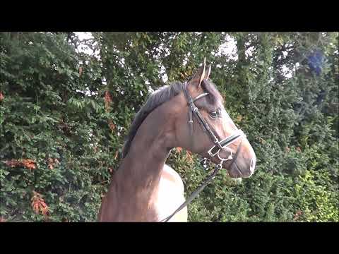 DSP-Schaufenster der Besten 2022  Lot-Nr.77 v.Sir Donnerhall x Fidertanz x Ferragamo