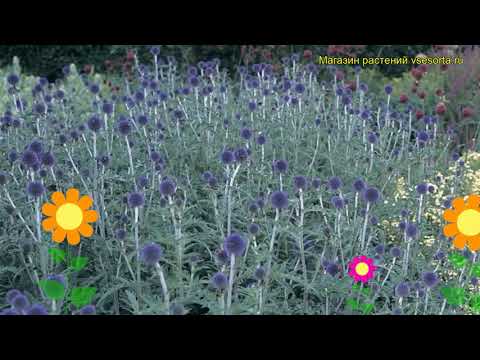 download lagu mp3 mp4 Echinops Veitchs Blue, download lagu Echinops Veitchs Blue gratis, unduh video klip Echinops Veitchs Blue