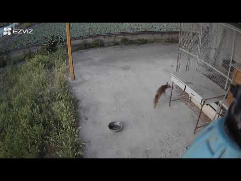 volpe all'attacco...