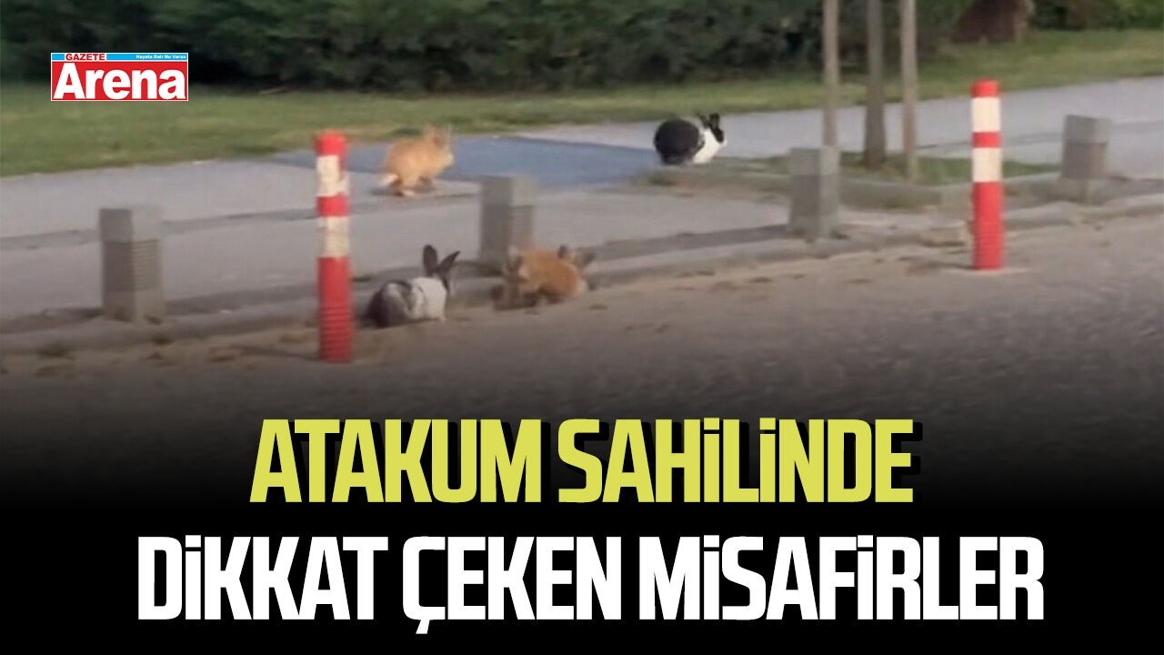 Atakum sahilinde dikkat çeken misafirler