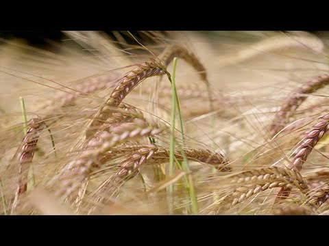 AGRAVIS-Experten erklären. Teil 7: Wintergerste.