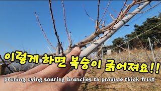도장지 이렇게 하세요, 그러면 굵은 복숭아가 달릴꺼예요. pruning using soaring branch…